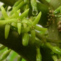 Vasconcellea pubescens A.DC.